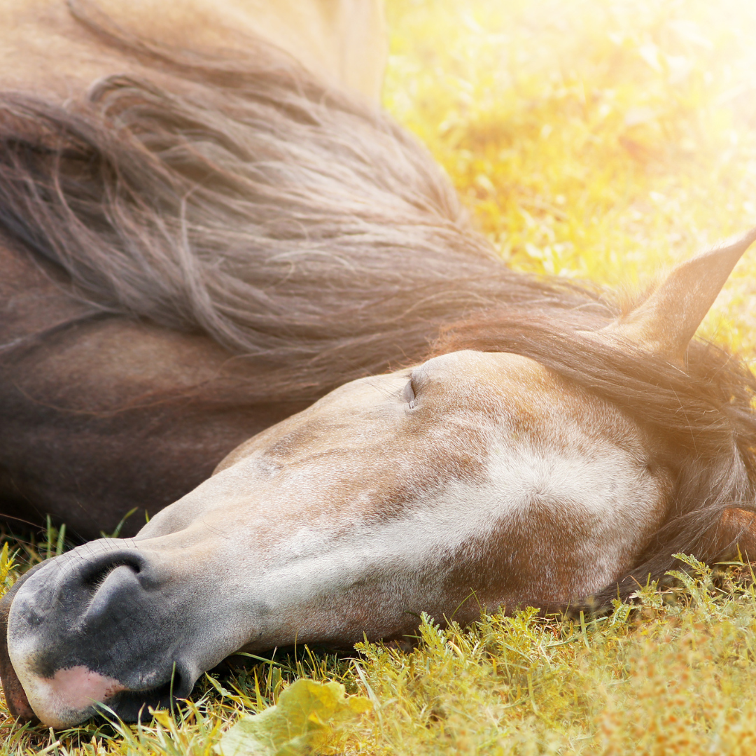 Pferd mit Narkolepsie