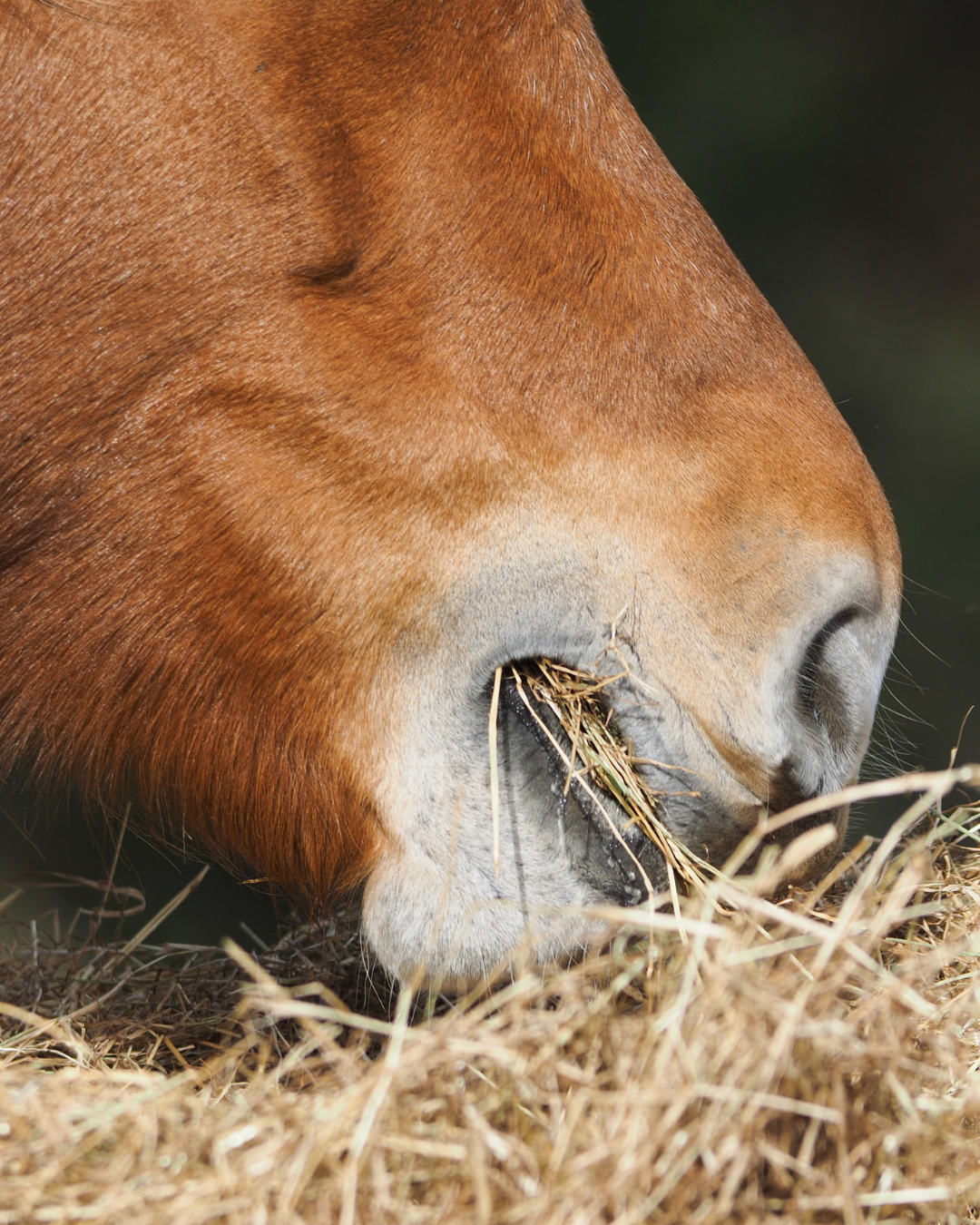 Pferd frisst Heu