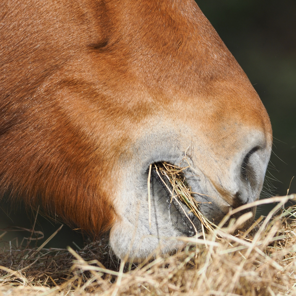 Akuter Husten beim Pferd: Erkennen und richtig handeln