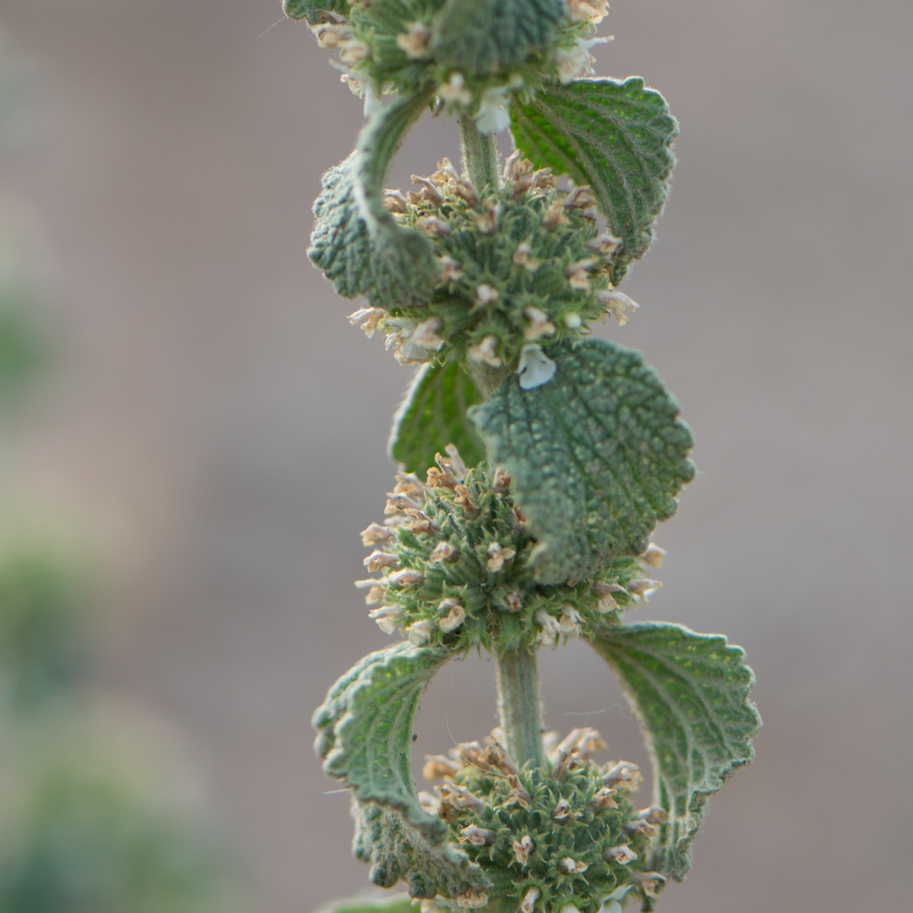 Andornkraut beim Pferd: Bitterstoff-Revolution für die Verdauung