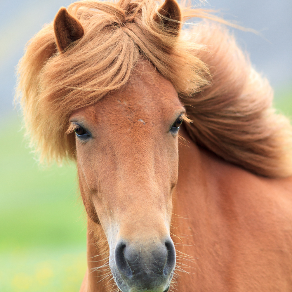 Sommerekzem beim Pferd verstehen: Ursachen, Symptome & Management