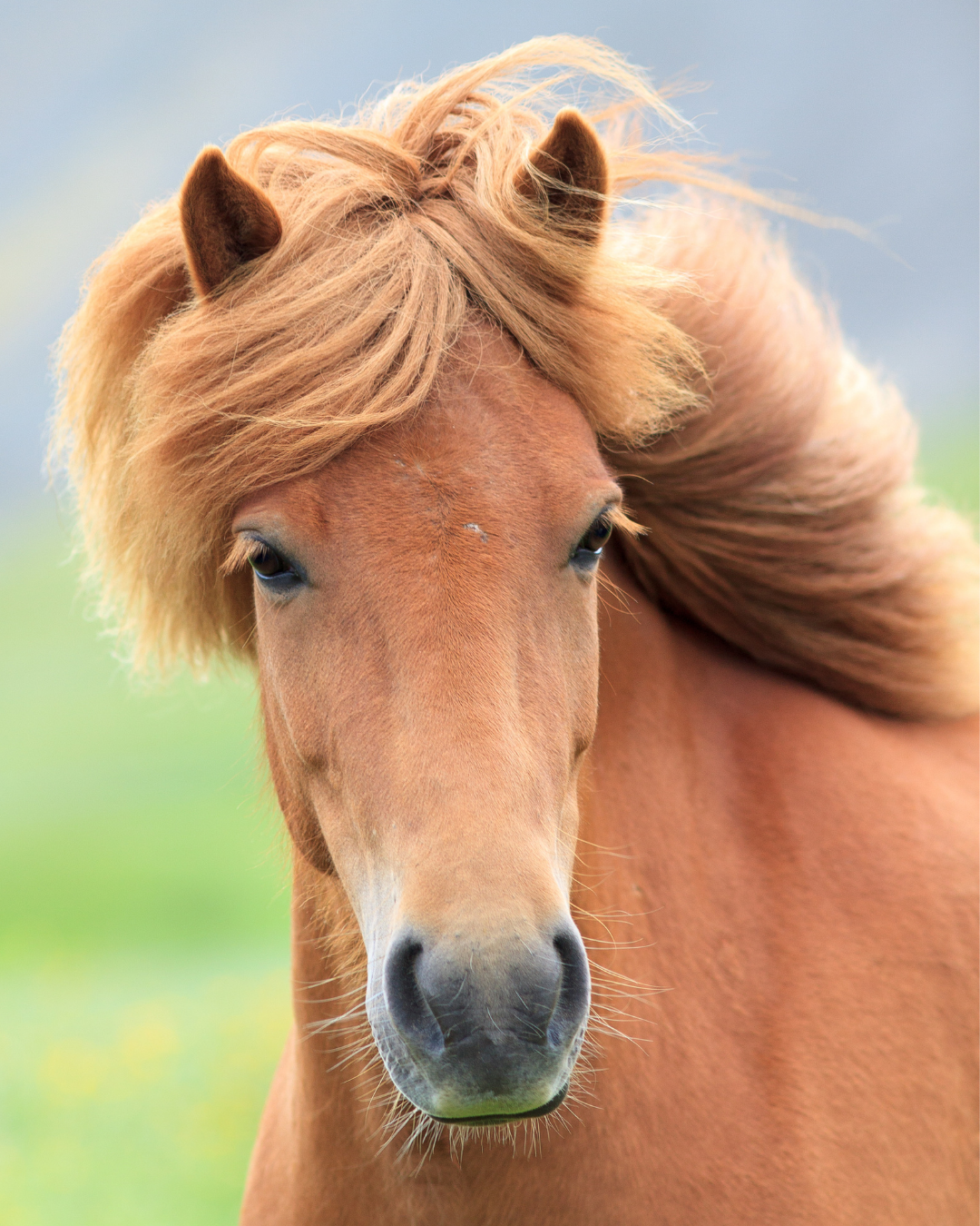 Sommerekzem beim Pferd verstehen: Ursachen, Symptome & Management