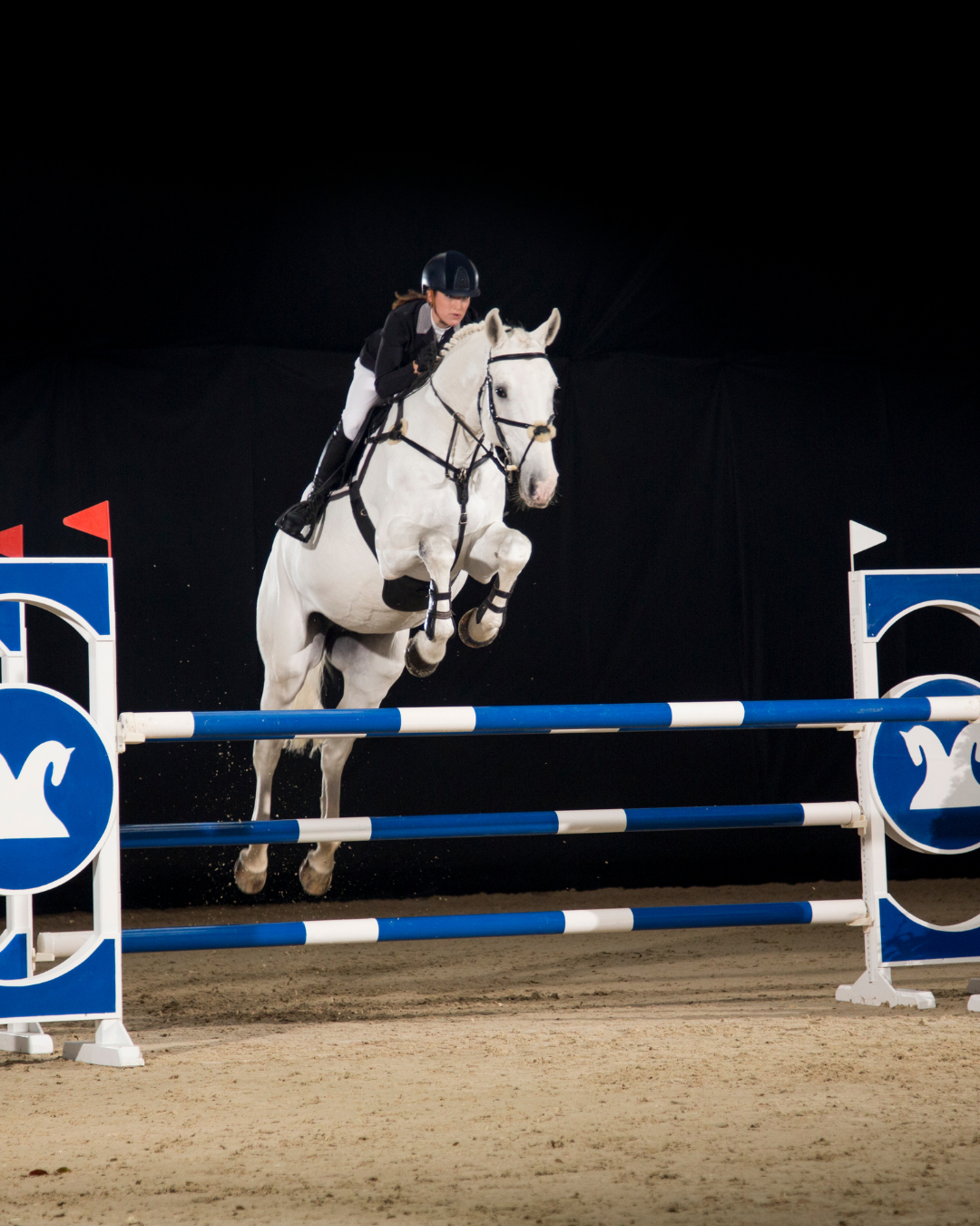 Arthrose beim Pferd: Ursachen & Verlauf verstehen