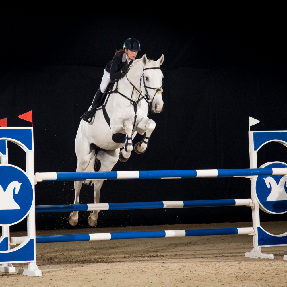 Arthrose beim Pferd: Ursachen & Verlauf verstehen