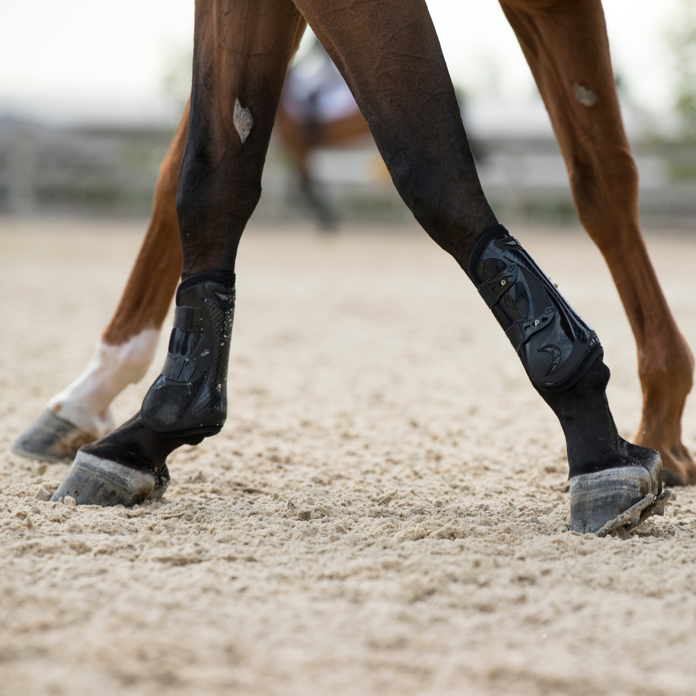 Ist das schon Arthrose? Gelenksteifheit beim Pferd richtig deuten