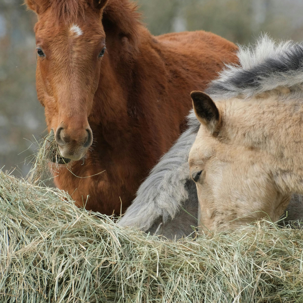 Atemwege stärken beim Pferd: Prävention bevor es losgeht