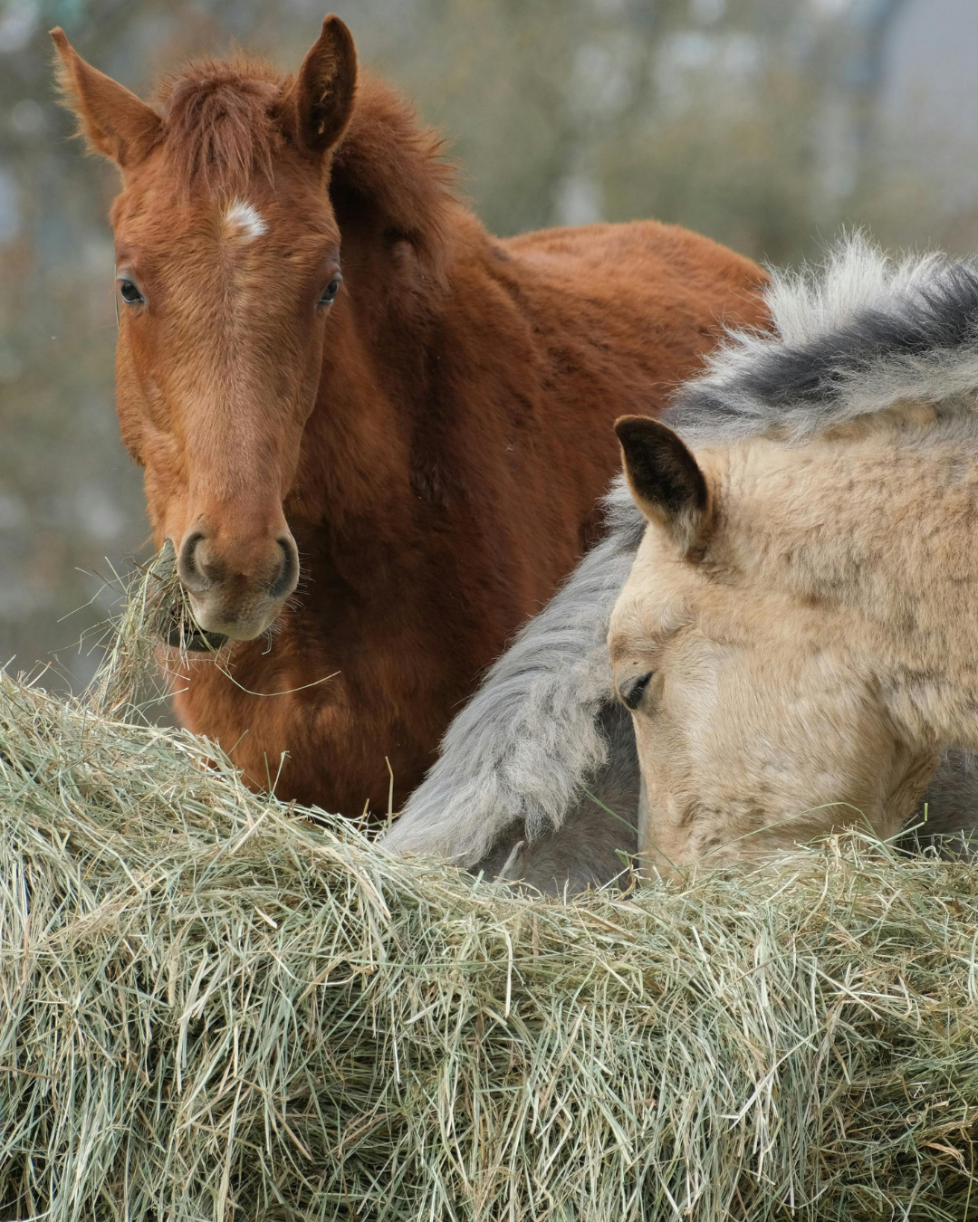 Atemwege stärken beim Pferd: Prävention bevor es losgeht
