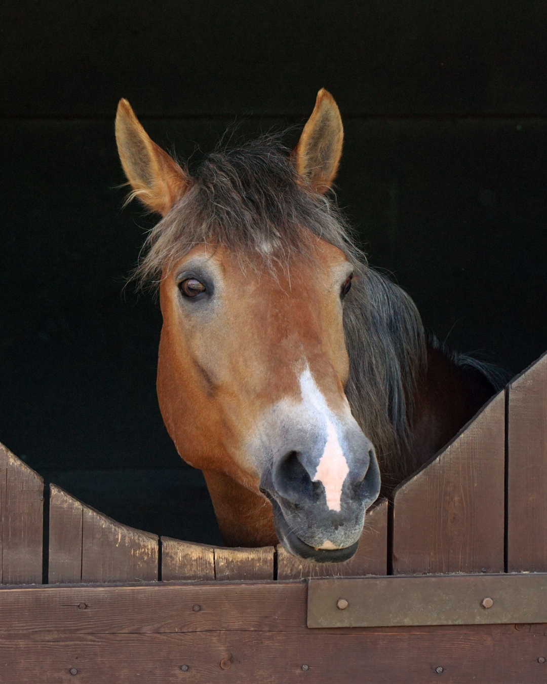 Pferd guckt aus der Box