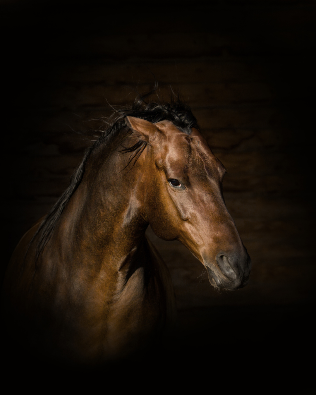Pferd mit angelegten Ohren