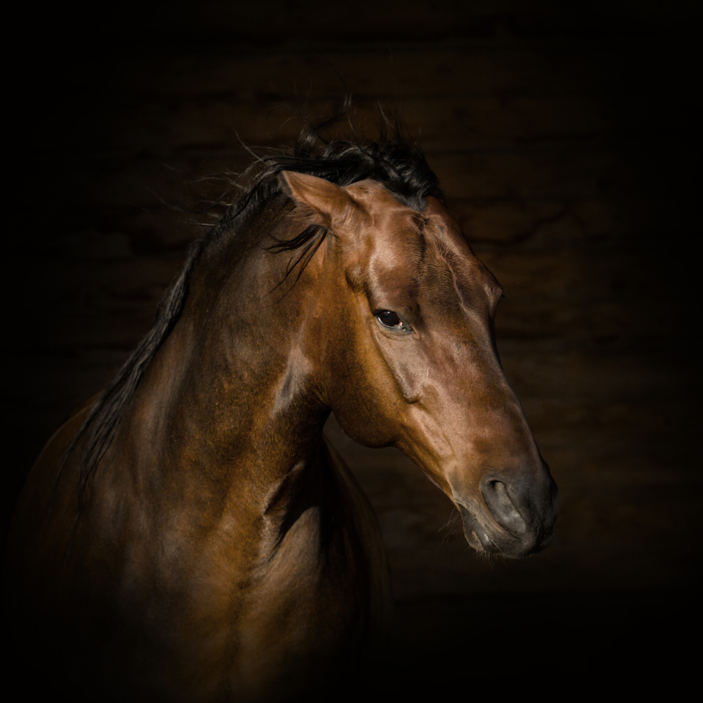 Dauerrosse & Zyklusstörungen bei der Stute