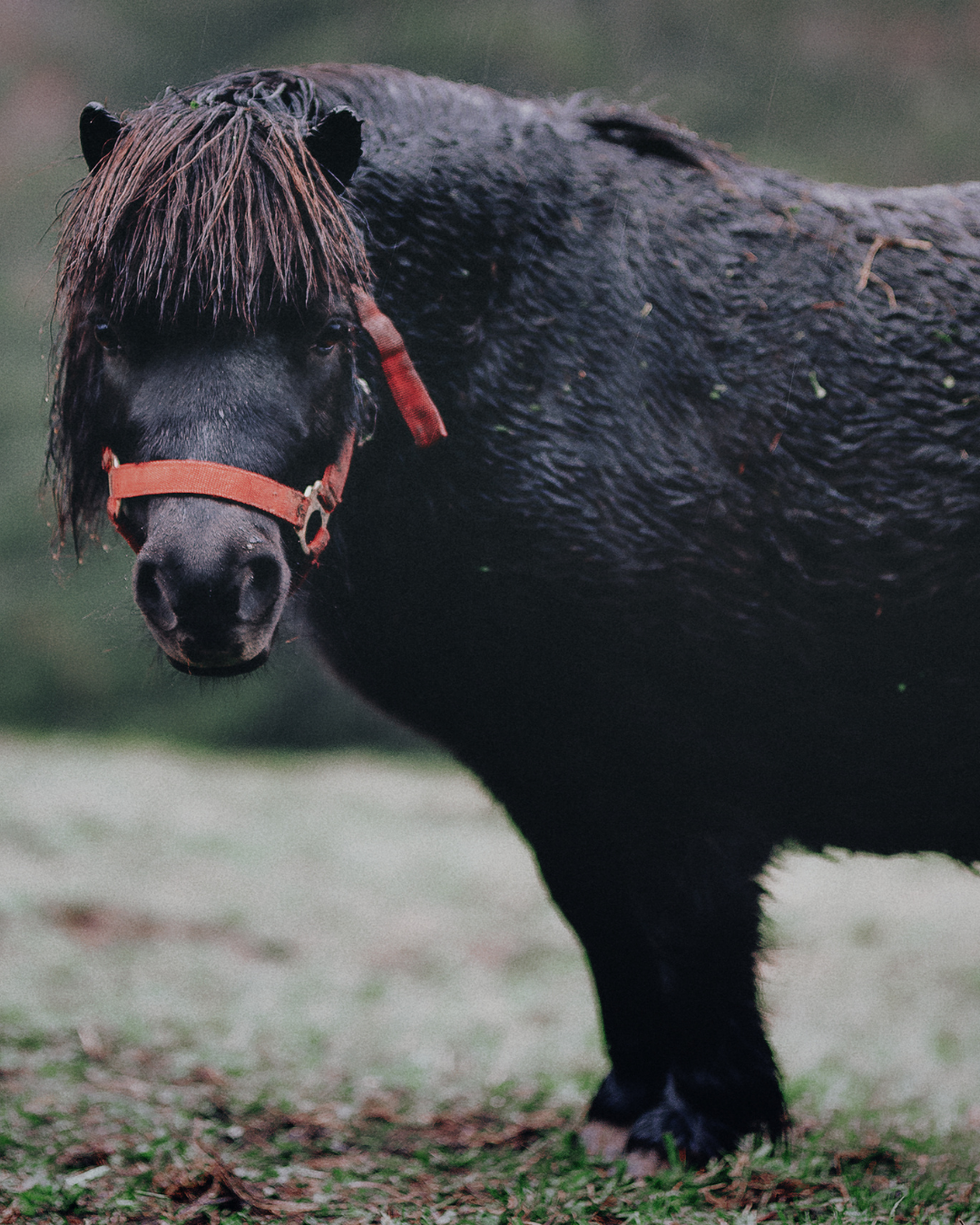 Dickes Pony mit EMS/Cushing 