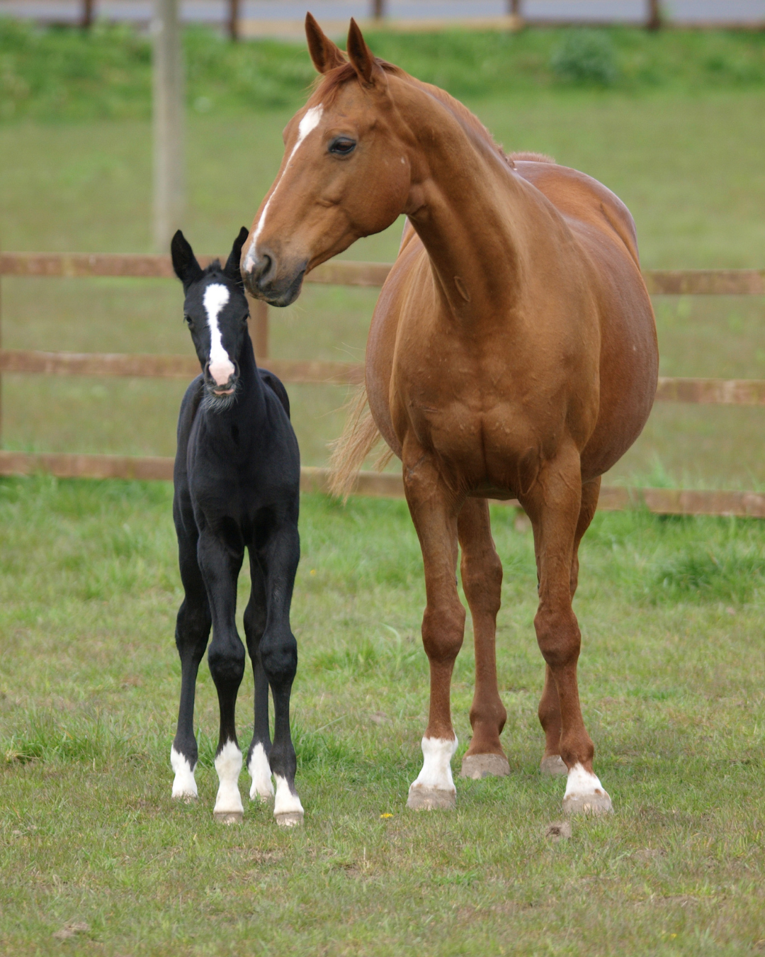 Regumate beim Pferd: Wirkung, Kosten & Alternativen