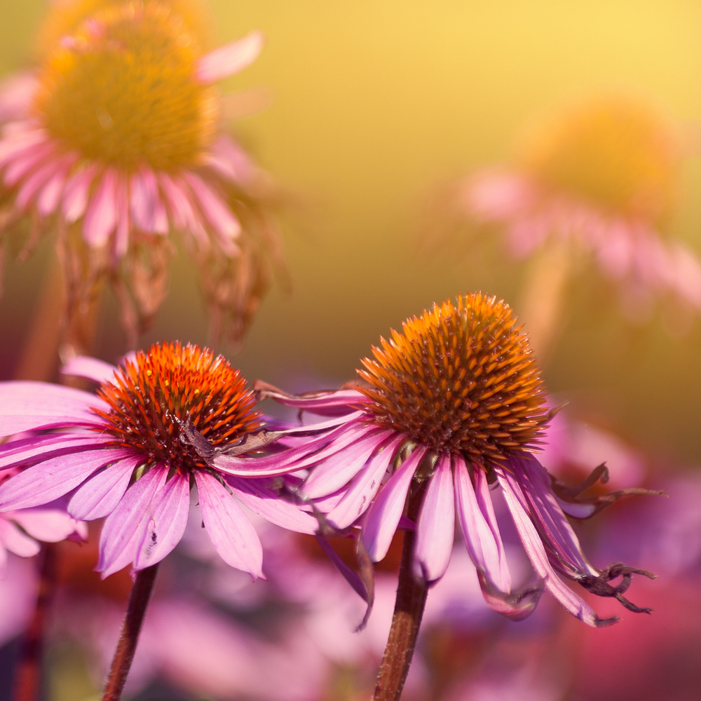 Echinacea für Pferde: Der Phytotherapieklassiker im Portrait