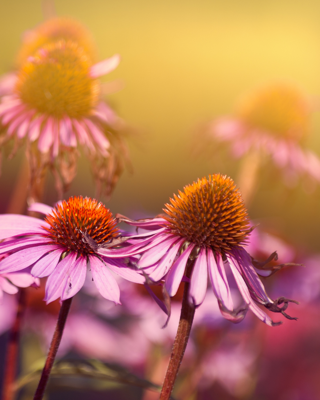 Echinacea Pferd