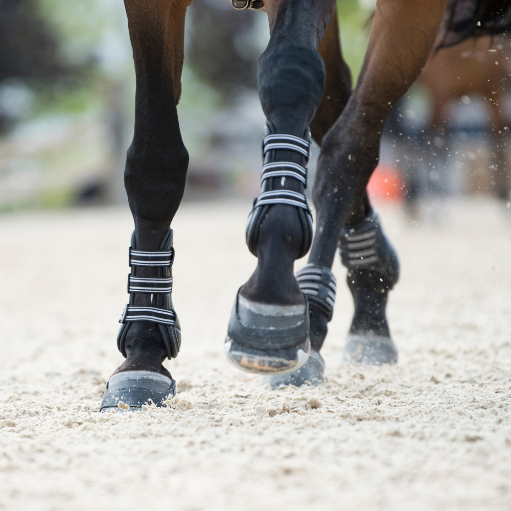 Gelenkgesundheit Pferd