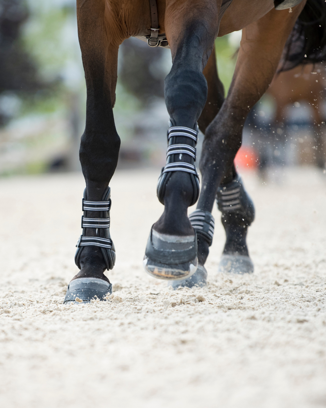 Gelenkgesundheit Pferd