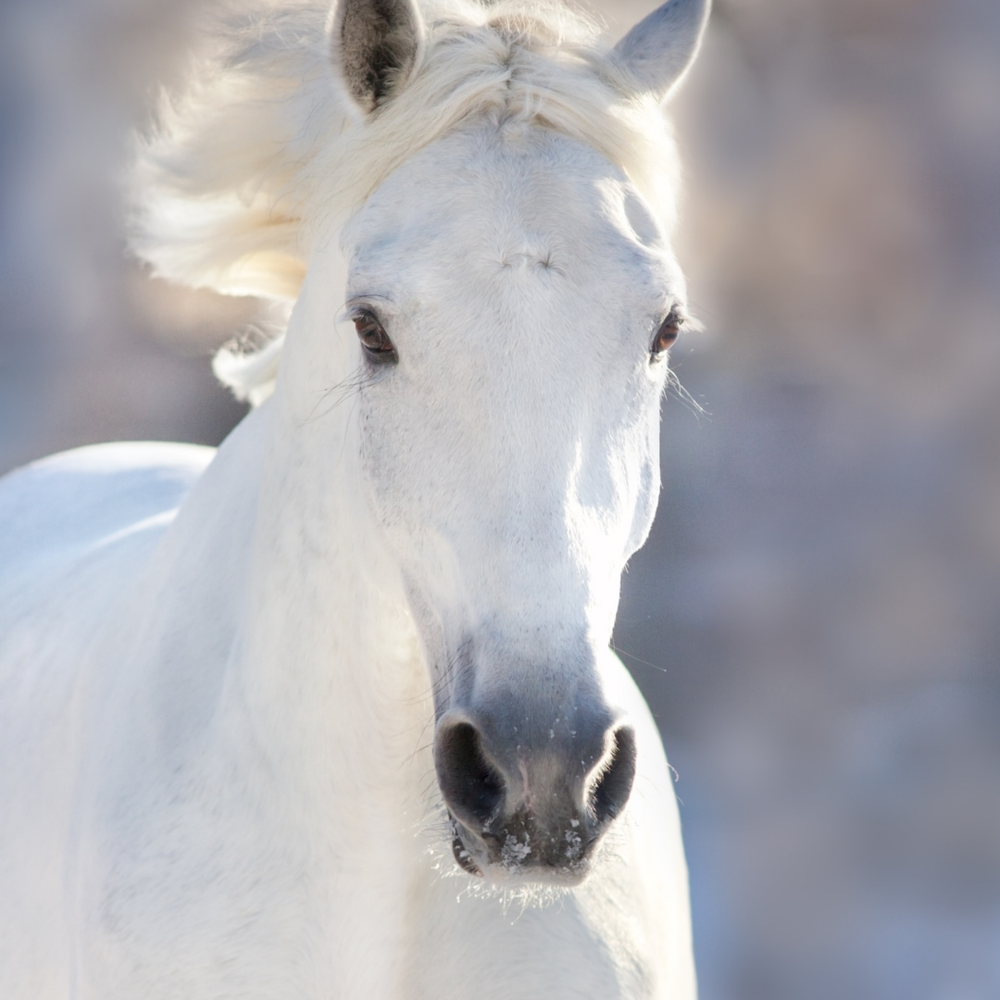 Magenprobleme Pferd: Symptome erkennen & vorbeugen