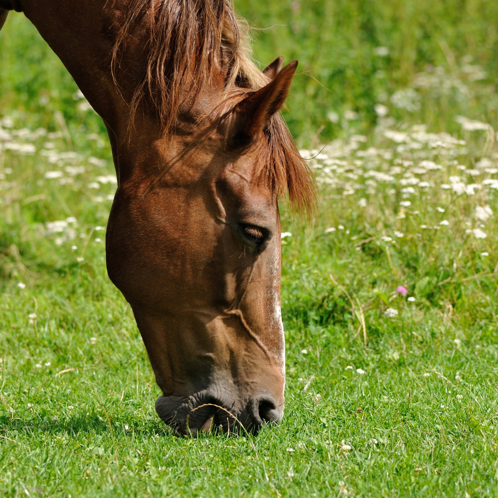 Magengesundheit Pferd
