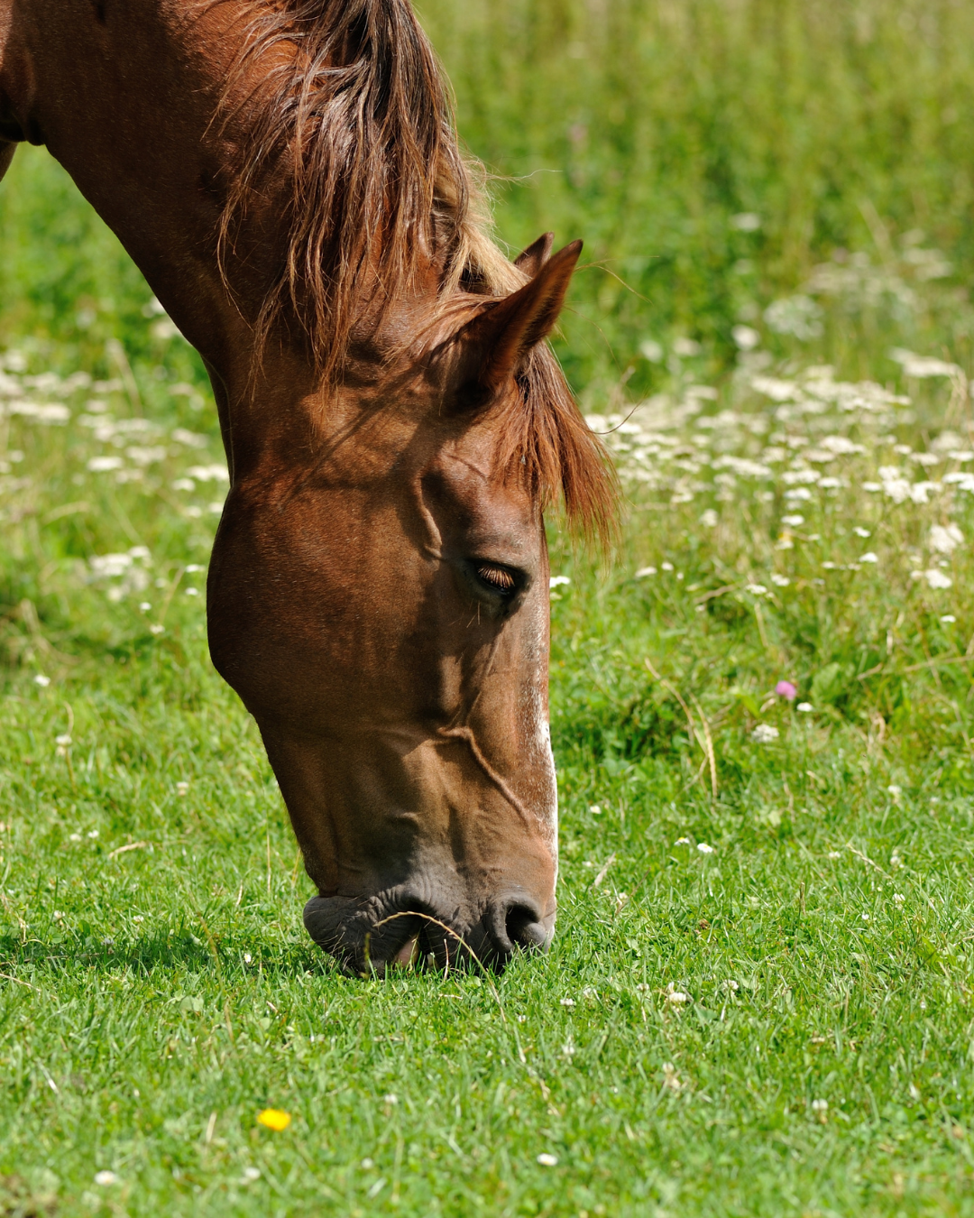 Magengesundheit Pferd