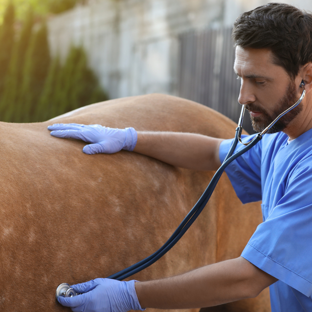 Equines Asthma:(COB/RAO/Dämpfigkeit): Symptome, Management & Therapie