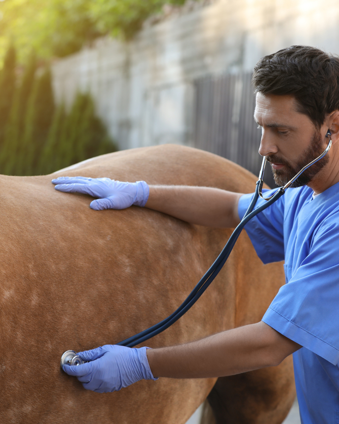 Equines Asthma:(COB/RAO/Dämpfigkeit): Symptome, Management & Therapie