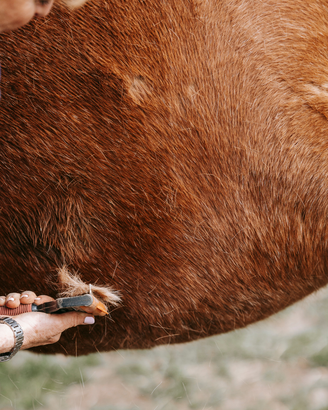 Pferd mit Winterfell wird gebürstet