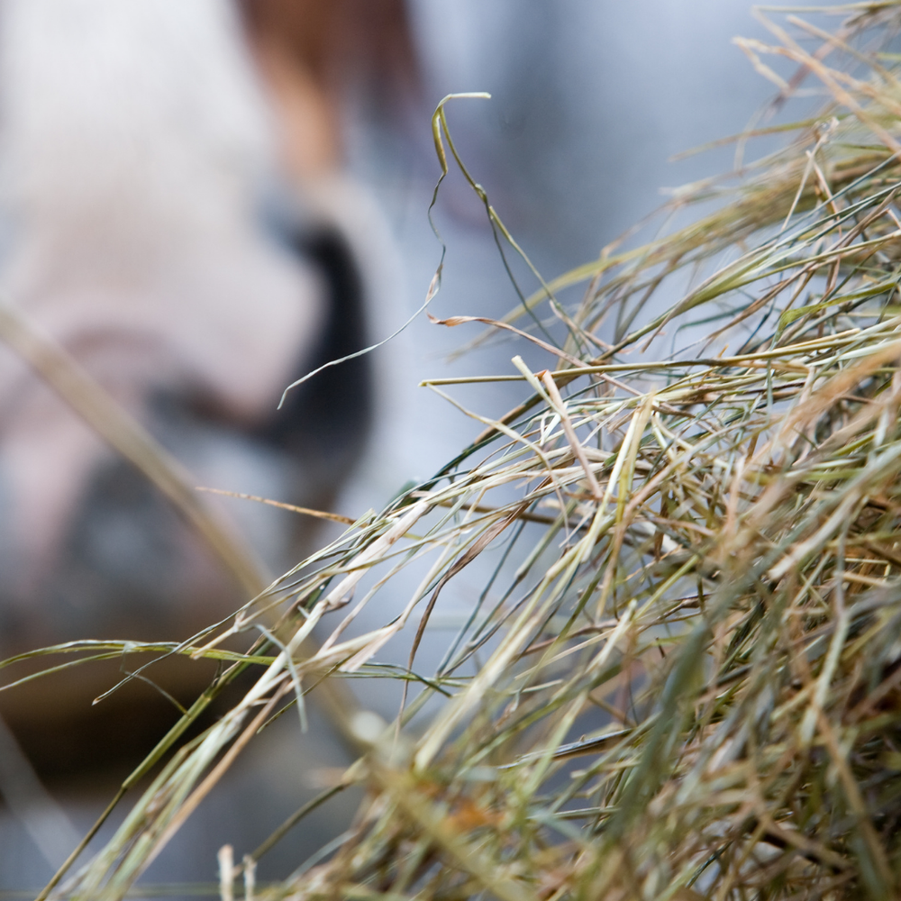 Futterwechsel bei Pferden