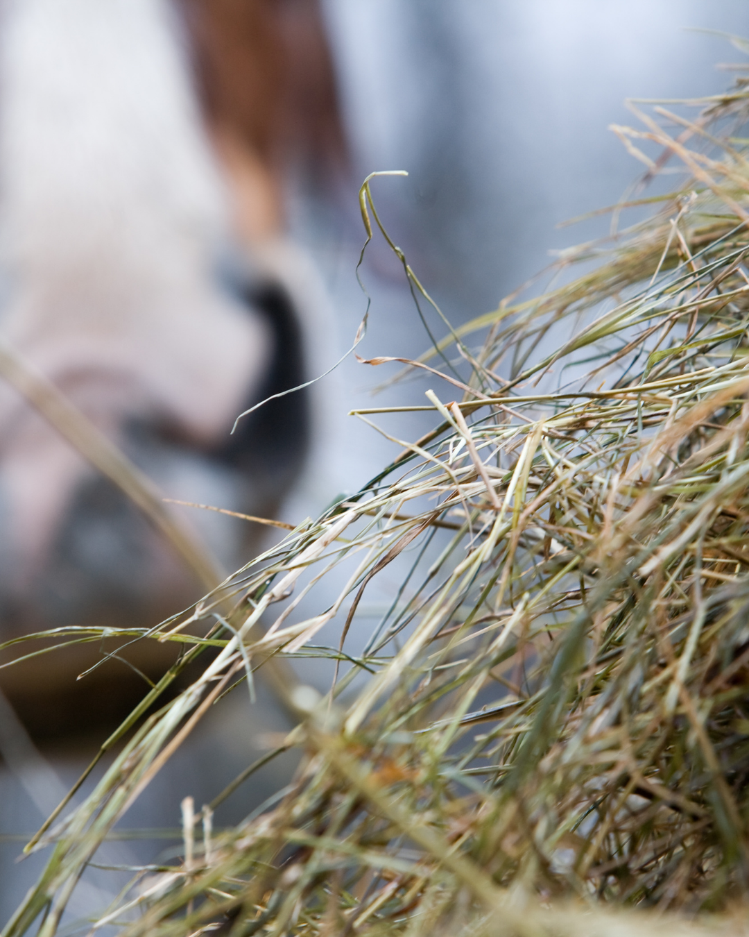 Futterwechsel bei Pferden