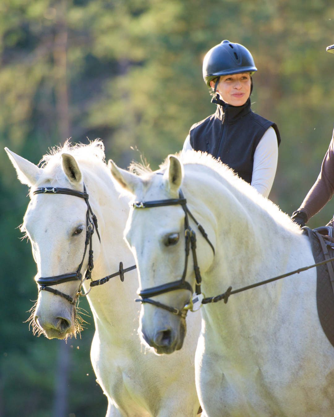 2 weiße Pferde und eine Reitering