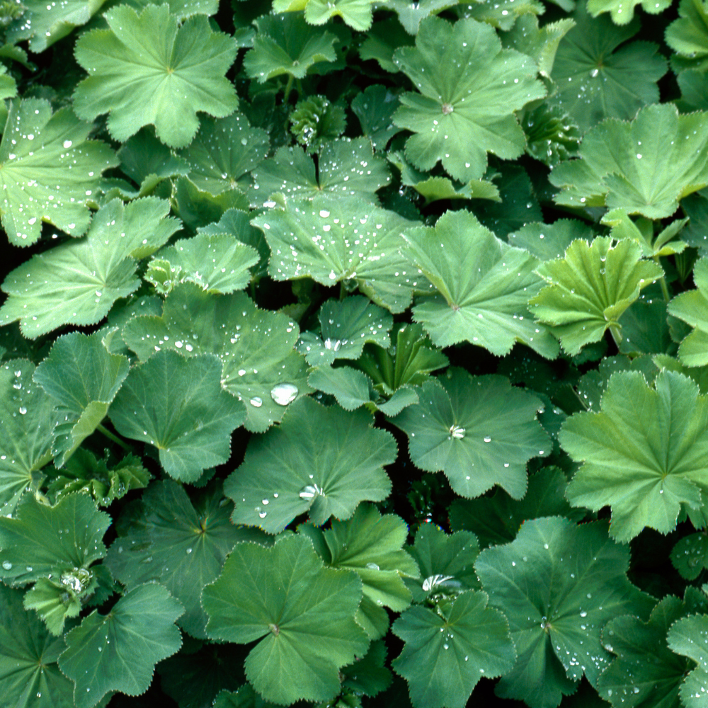 Frauenmantel für Pferde