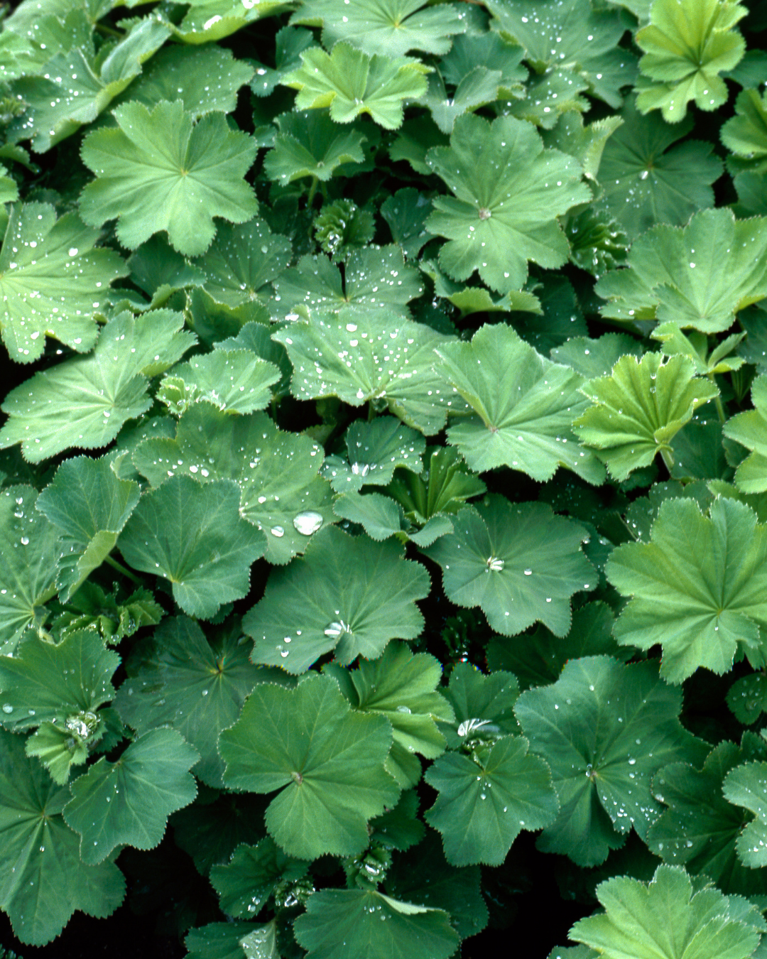 Frauenmantel für Pferde