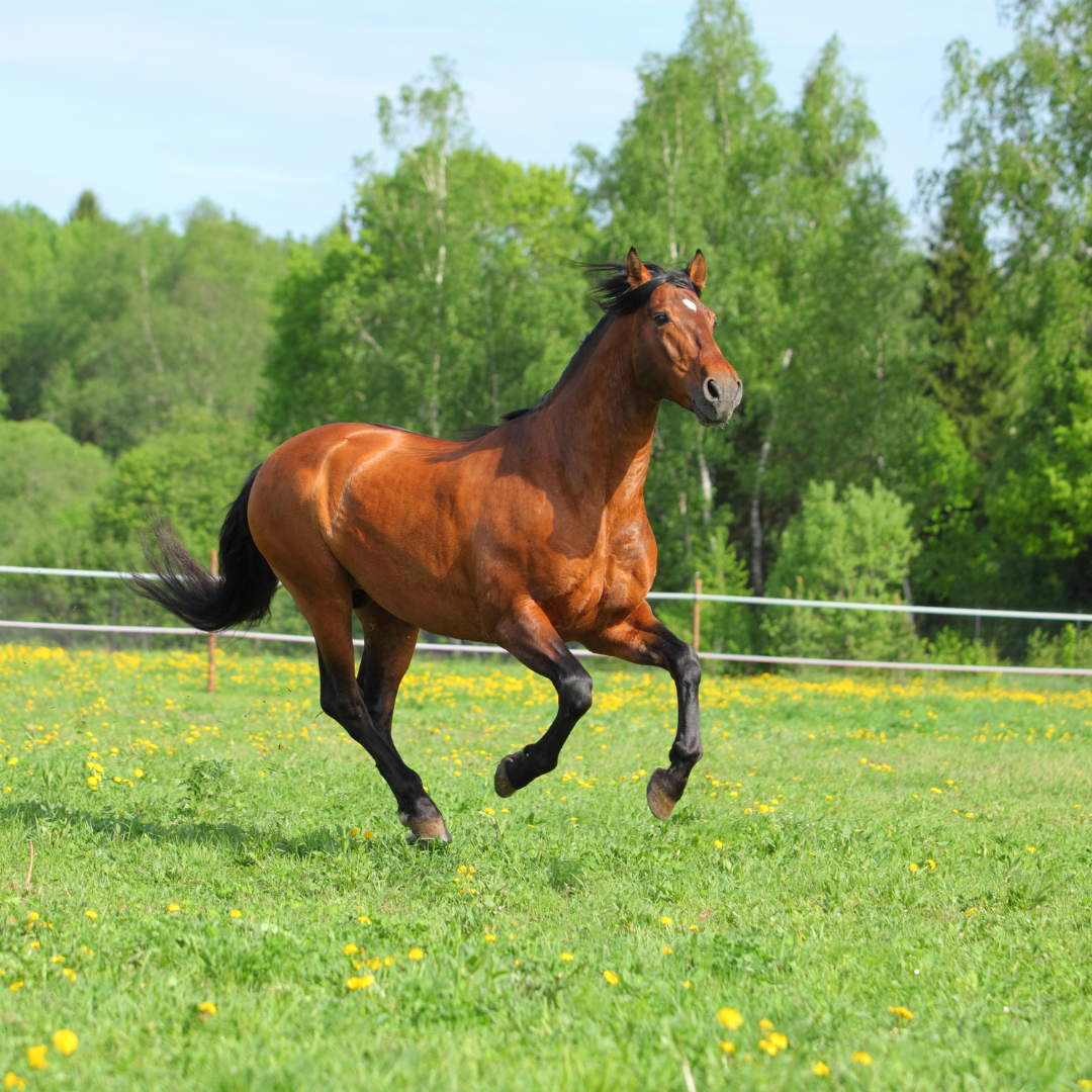 Gelenkgesundheit beim Pferd