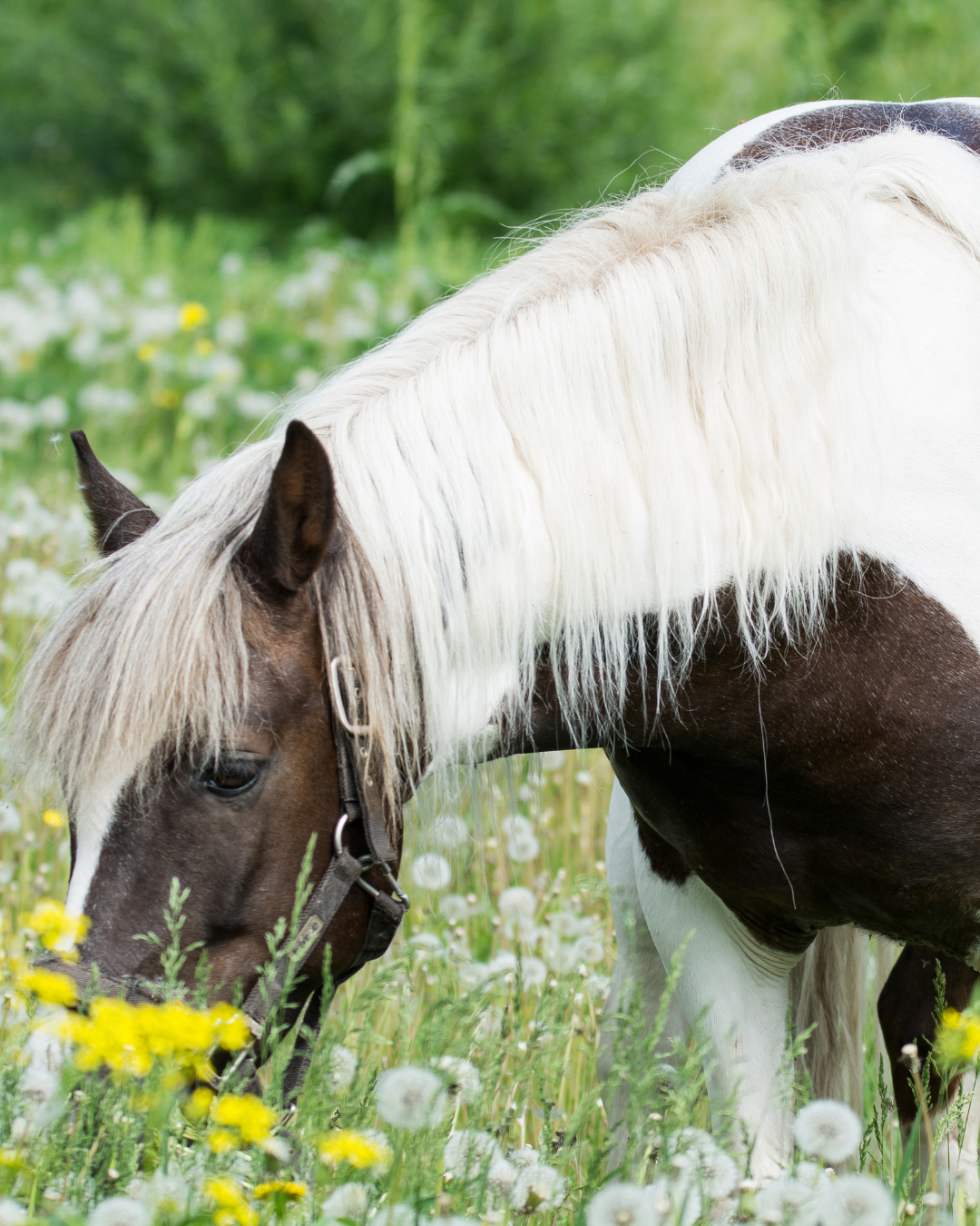 Pflanzenfresser Pferd