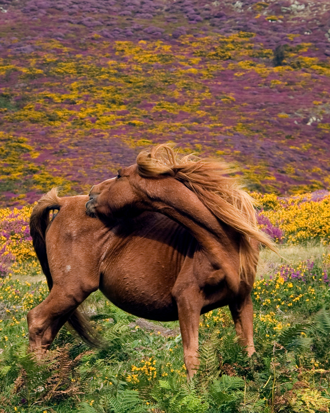 Pferd juckt sich