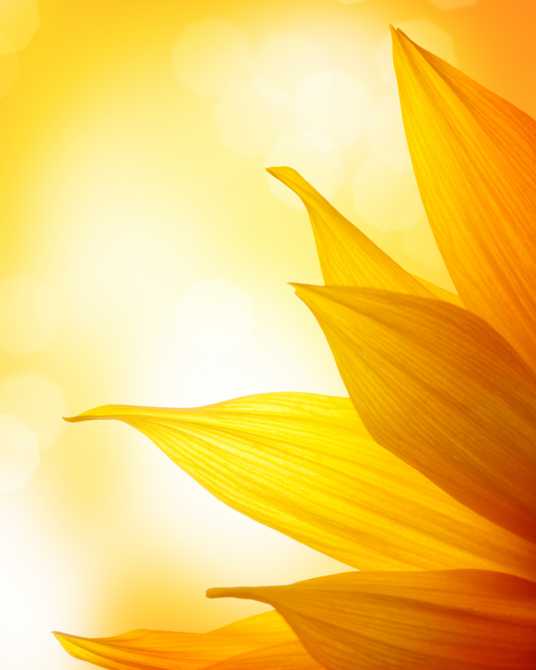 Sonnenblumenblüten beim Pferd: Wirkung, Inhaltsstoffe & Anwendung