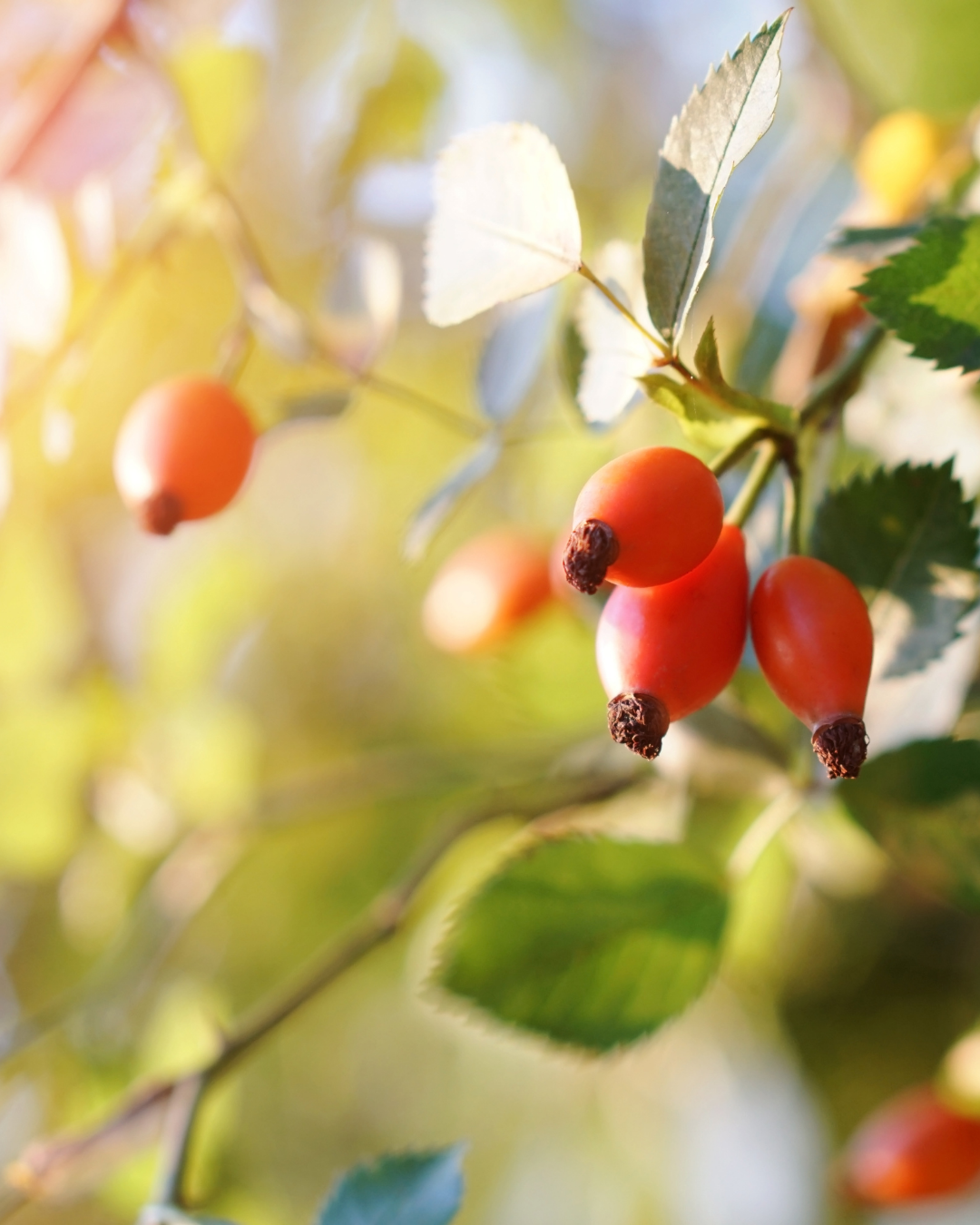 Hagebutte für Pferde