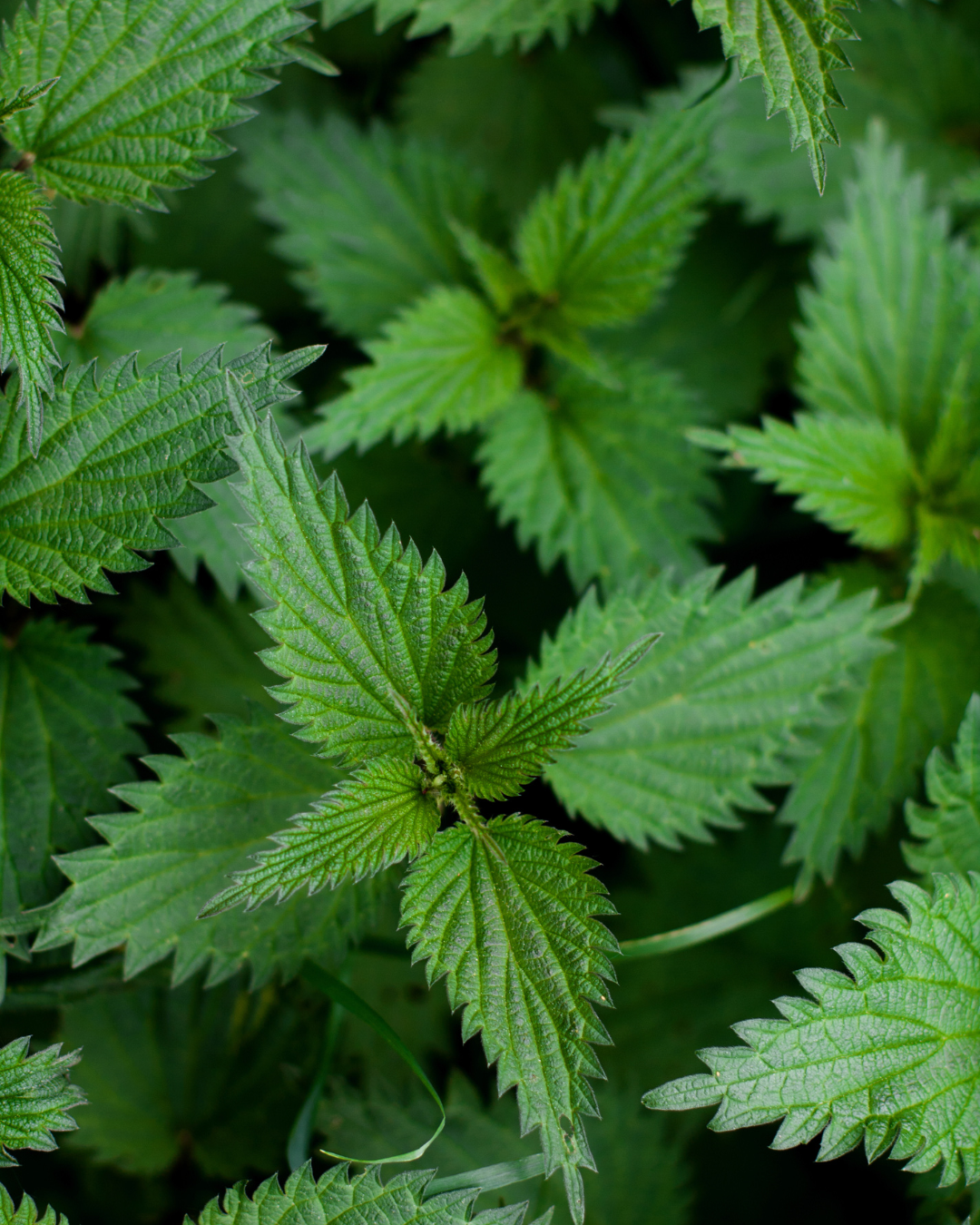 Brennnessel für Pferde