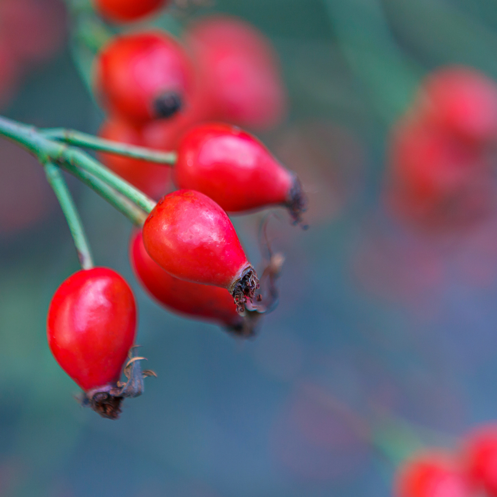 Kieselsäure & Vitamin C fürs Pferd: Sehnen & Bindegewebe stärken