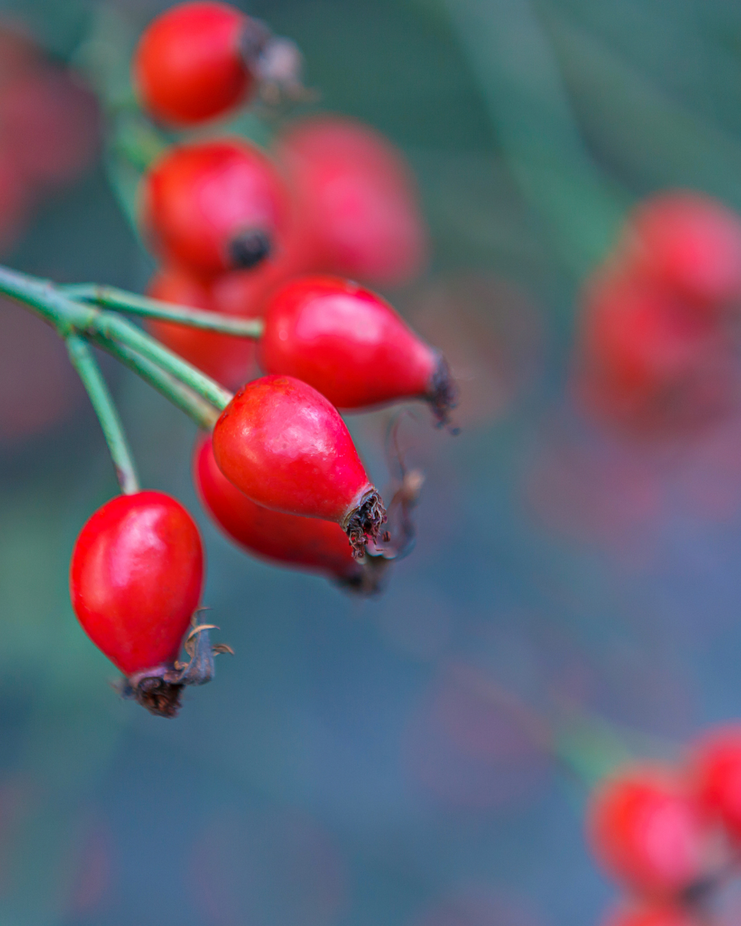 Kieselsäure & Vitamin C fürs Pferd: Sehnen & Bindegewebe stärken