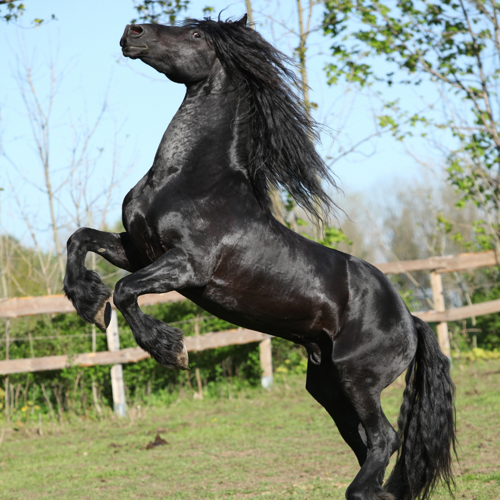 Hengstmanieren beim Wallach