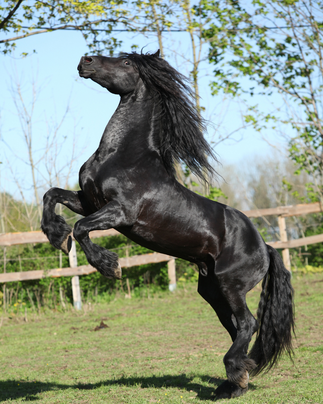 Hengstmanieren beim Wallach