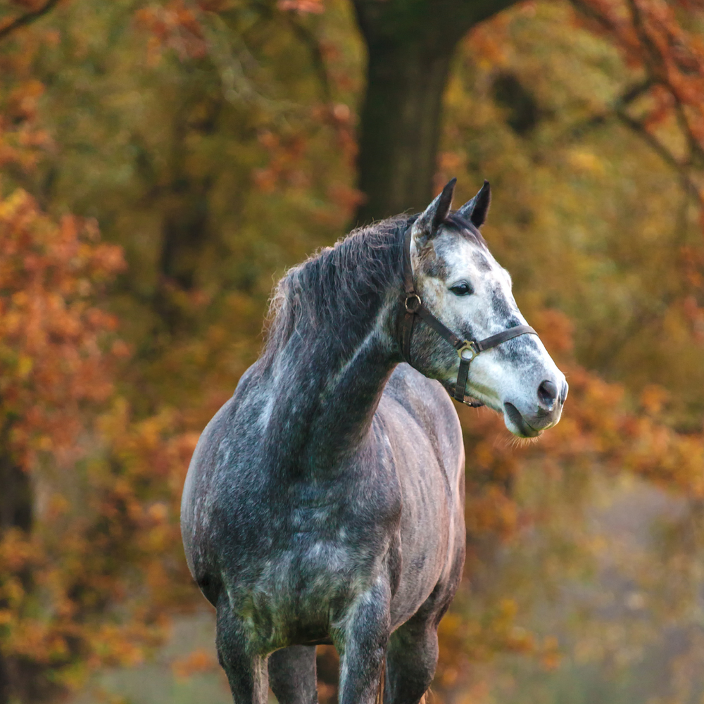 Pferd gesund durch Herbst & Winter: Der komplette Ratgeber