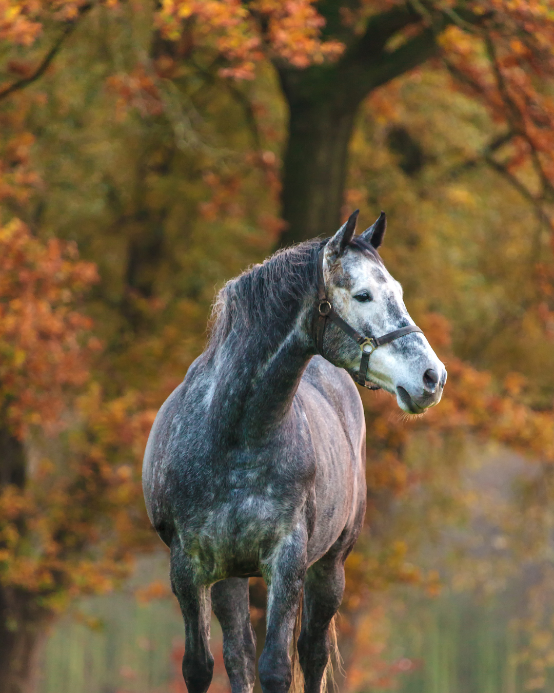 Pferd gesund durch Herbst & Winter: Der komplette Ratgeber