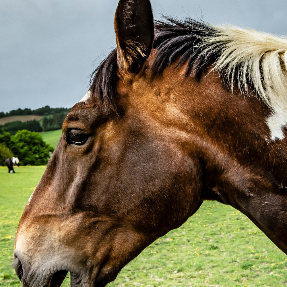 Husten beim Pferd: von akut bis chronisch| Equines Asthma verstehen