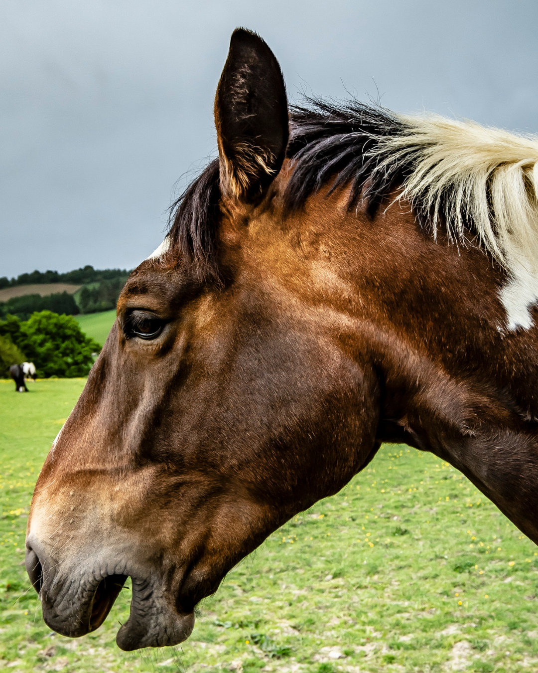 Husten beim Pferd: von akut bis chronisch| Equines Asthma verstehen