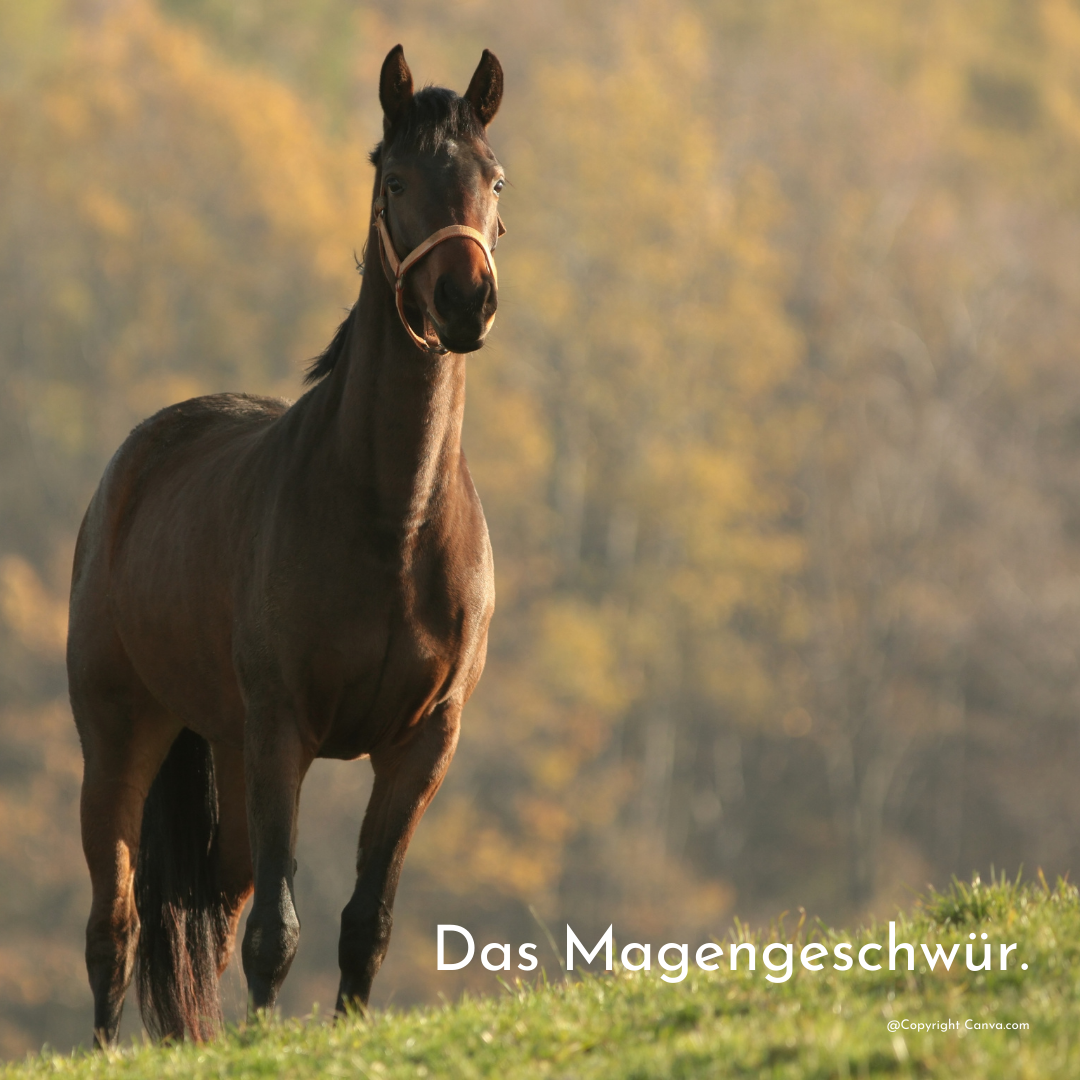 Pferd mit Magengeschwür