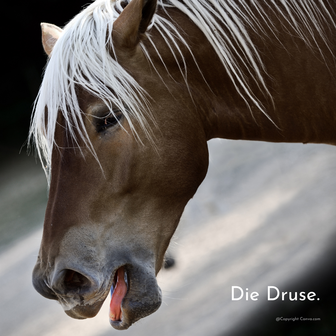 Pferd mit Druse