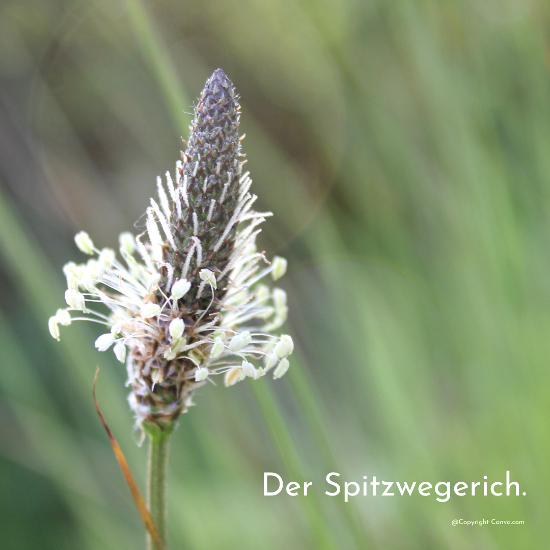 Spitzwegerich