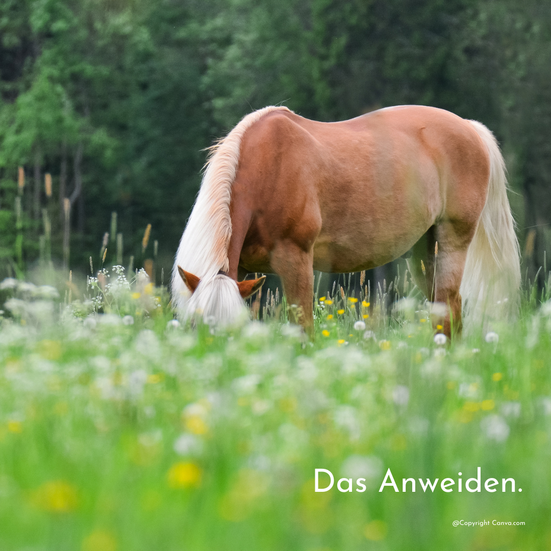pferde-richtig-anweiden
