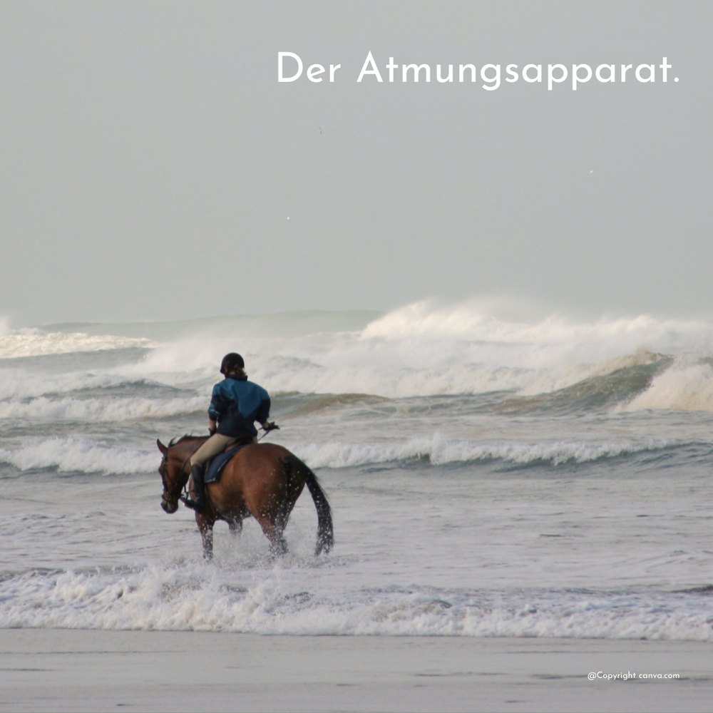 der-atmungsapparat-des-pferdes